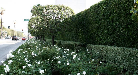 A hedge with white roses, from the Garden Works home page